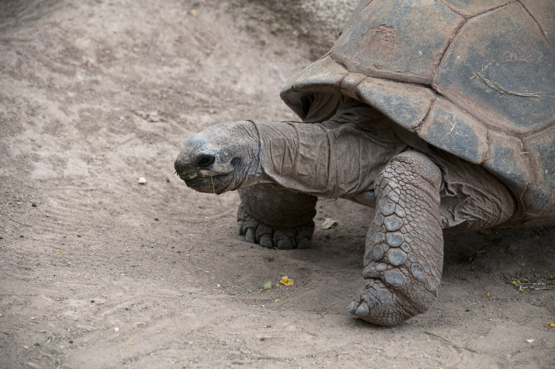 tortoise turtle leg free photo