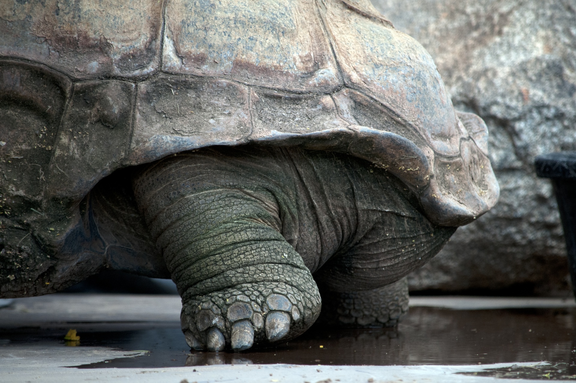 Download Free Photo Of Tortoise Turtle Leg Legs Shell From Needpix Com
