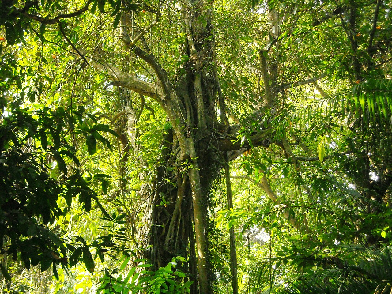 large tree lush shady free photo