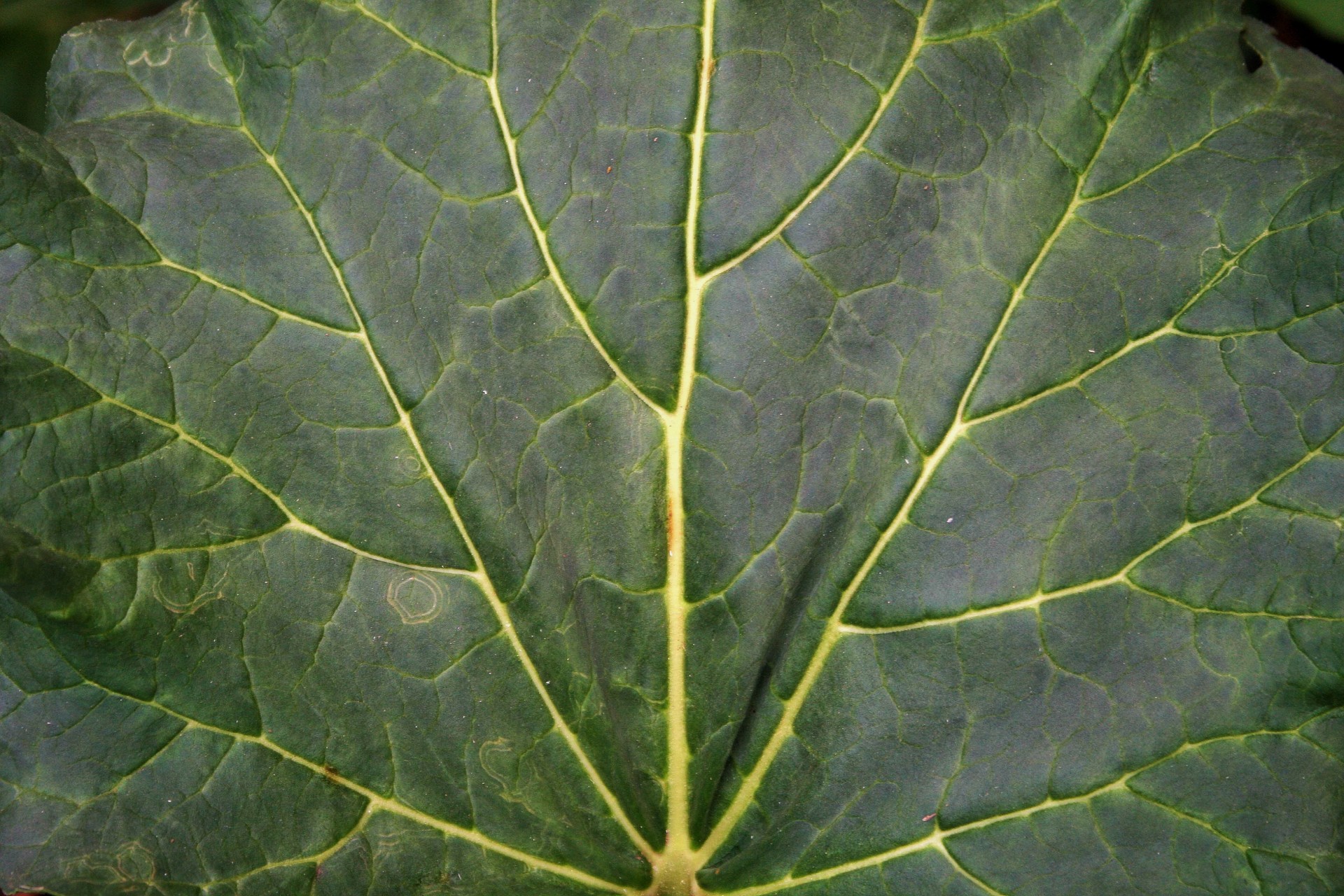 leaf large green free photo