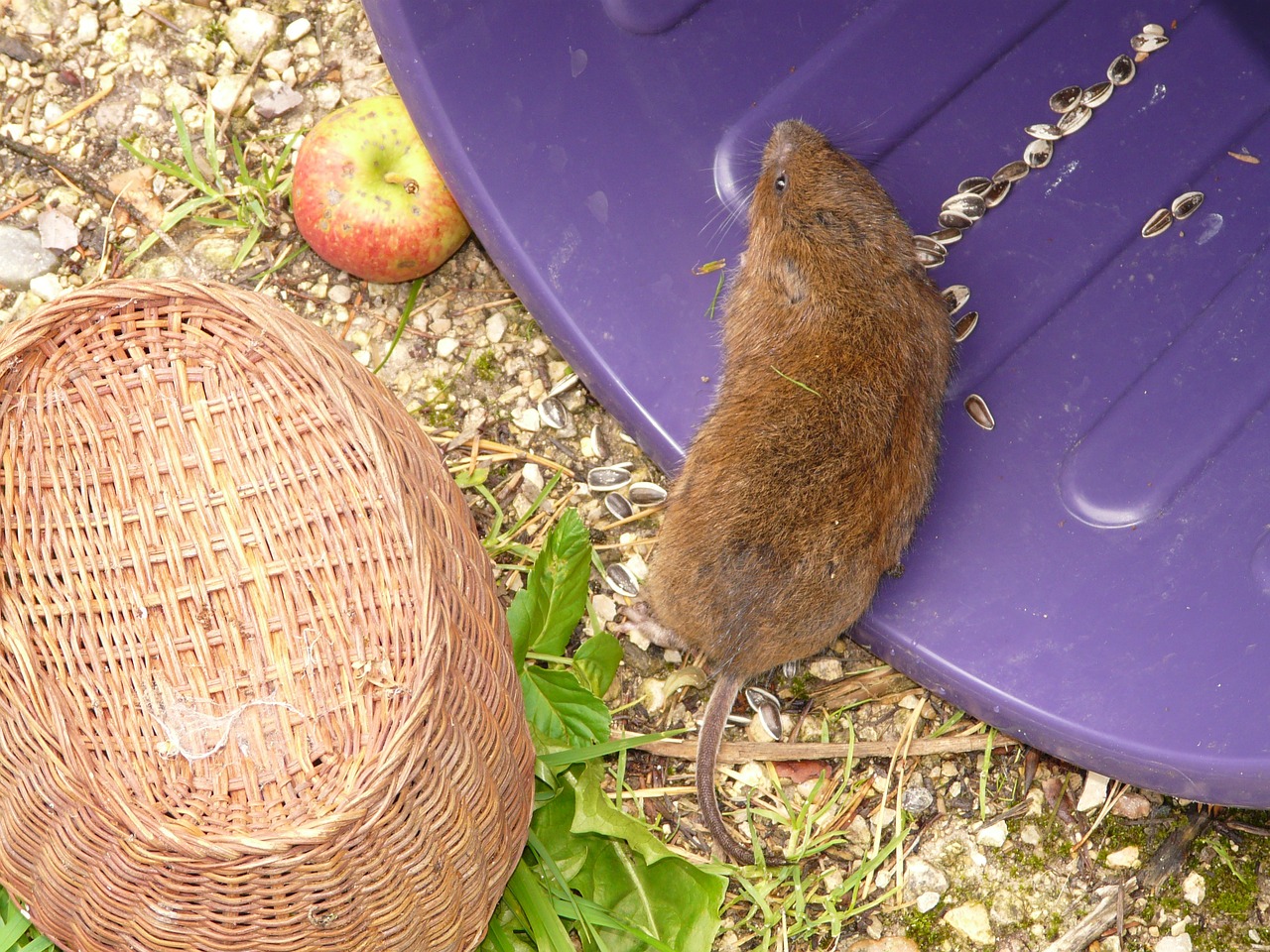 large vole east water vole mouse free photo