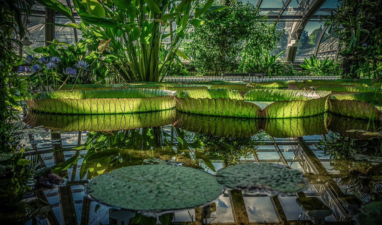 large water lily  nymphaea gigantea  tropical house free photo
