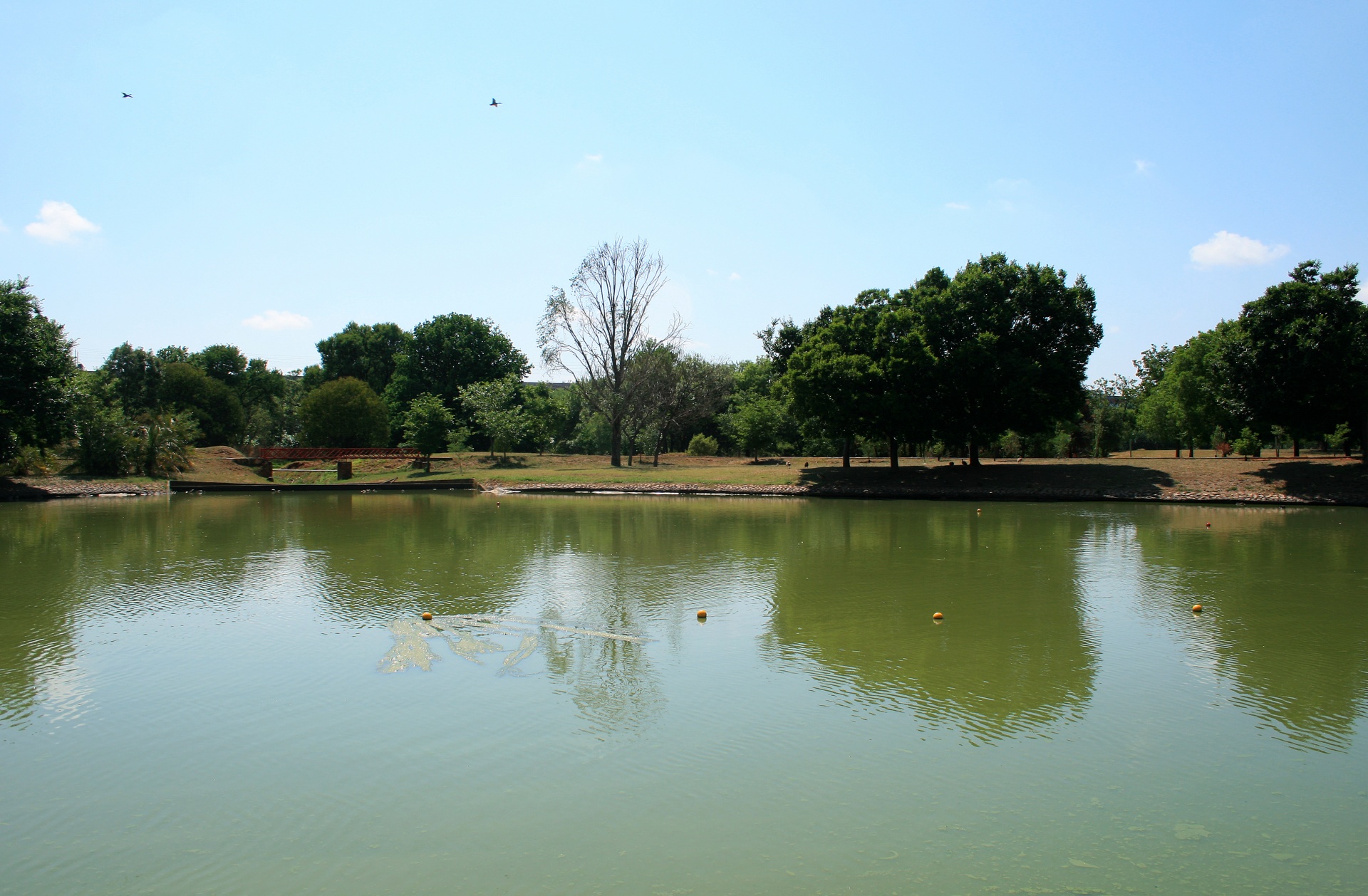 water pond nature free photo