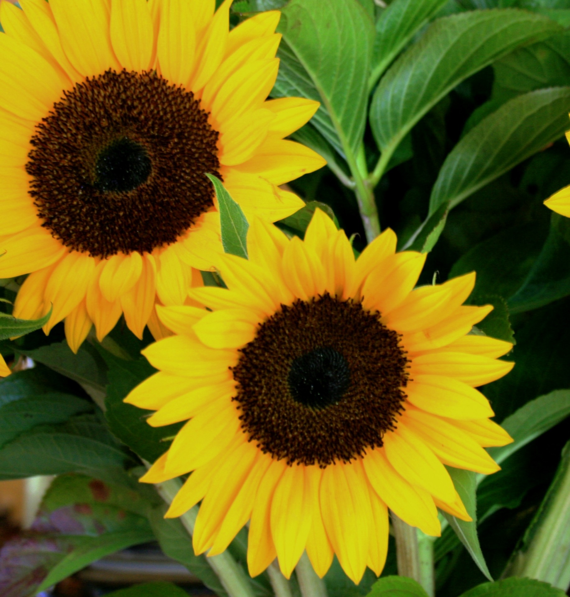flowers sun sunflowers free photo