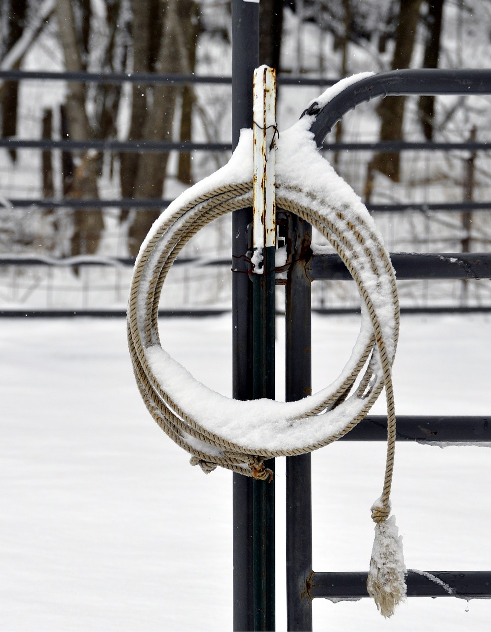 lariat rope snow covered round pen free photo