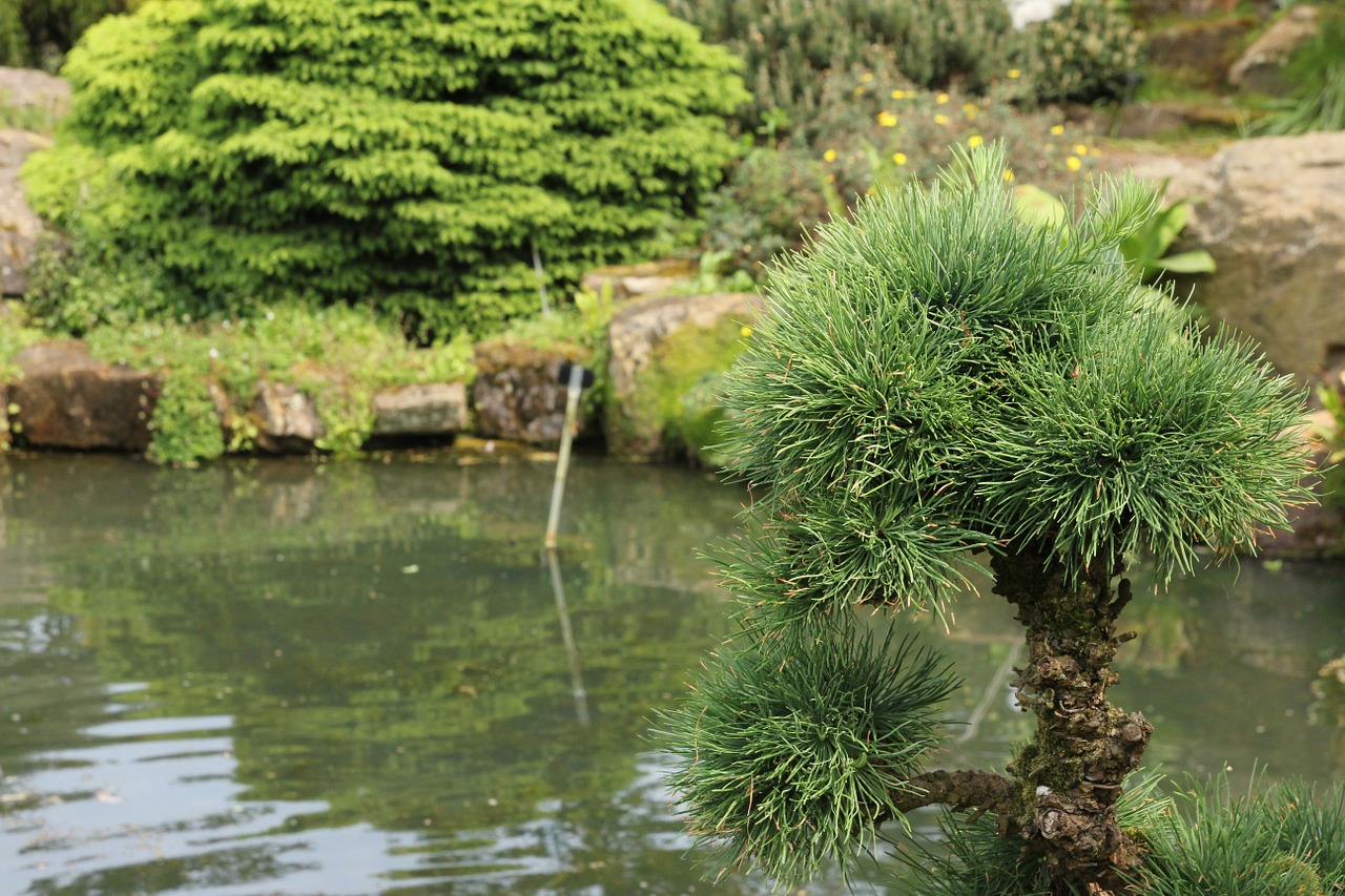 larix kaempferi larch pine greenhouse free photo