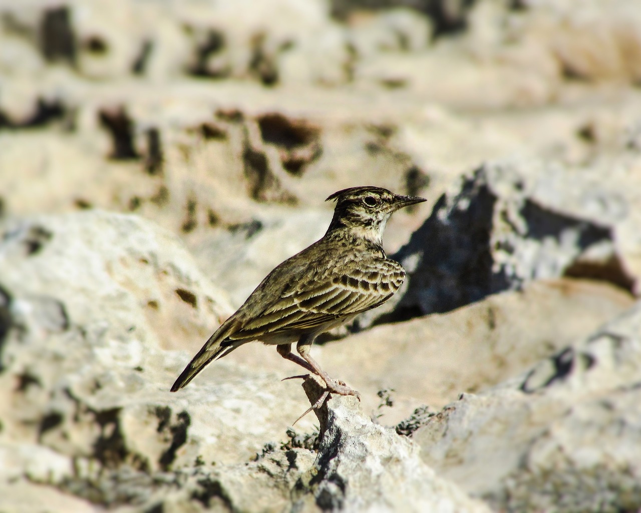 lark bird wildlife free photo