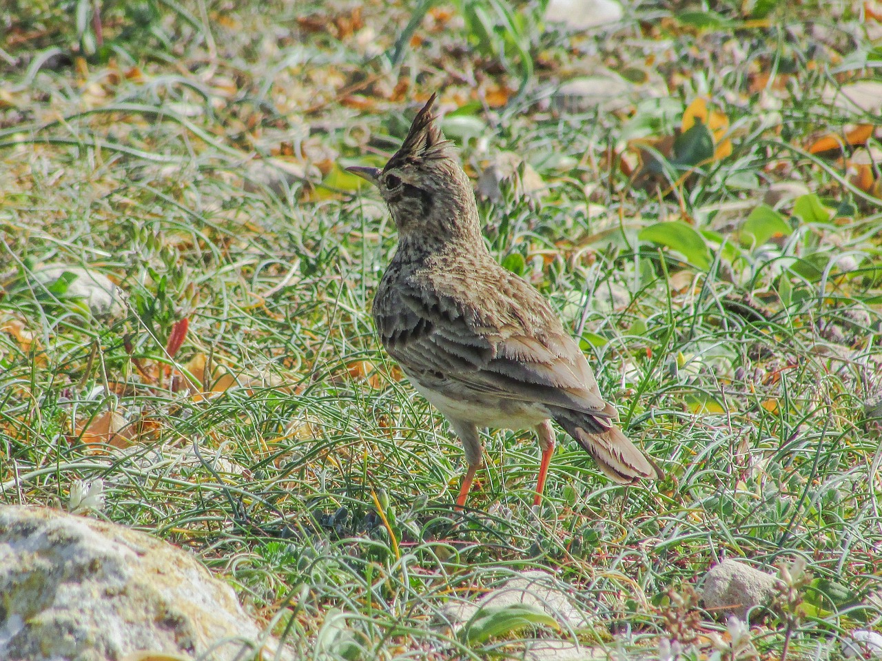 lark bird nature free photo