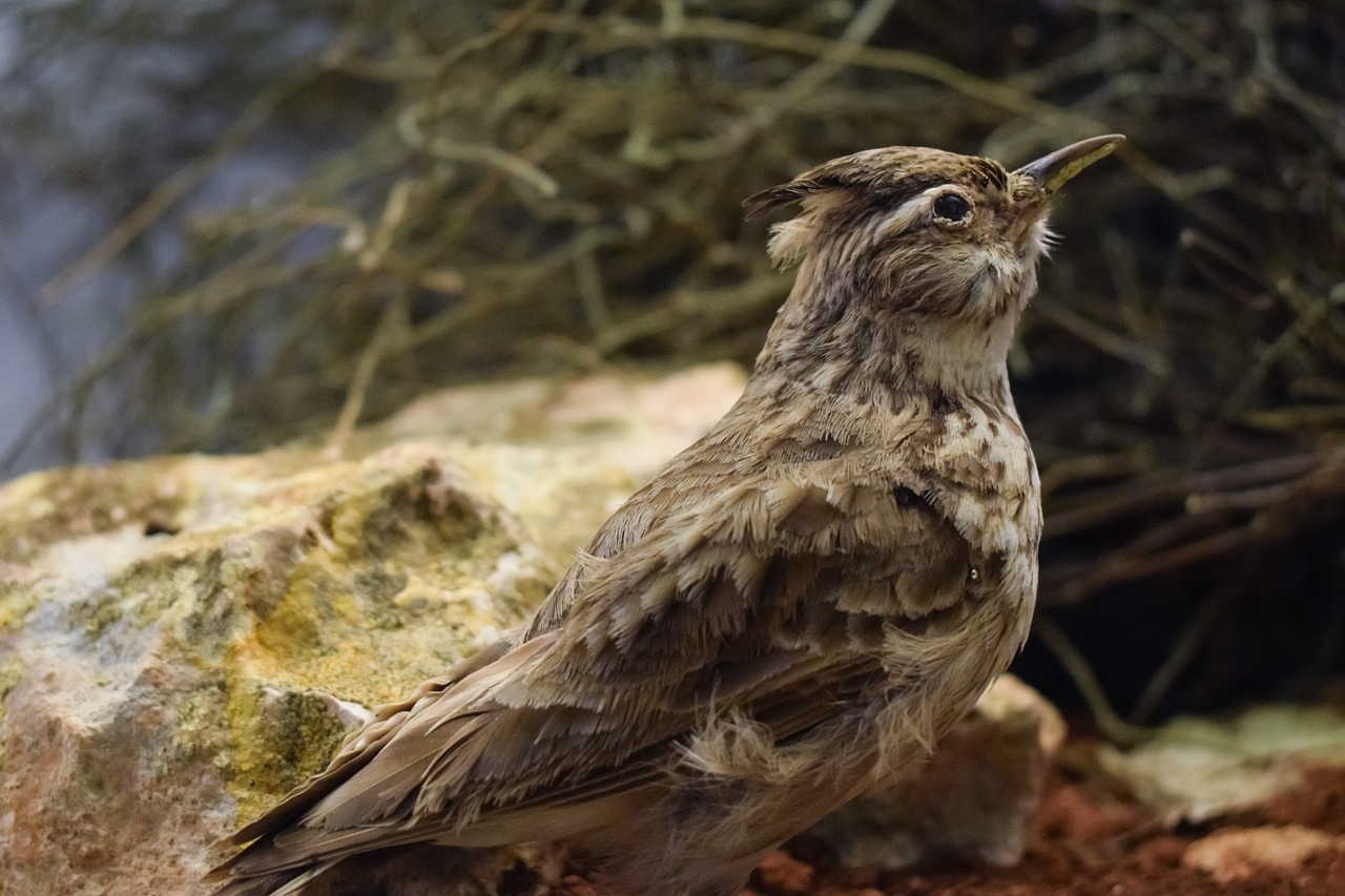 lark eurasian skylark bird free photo