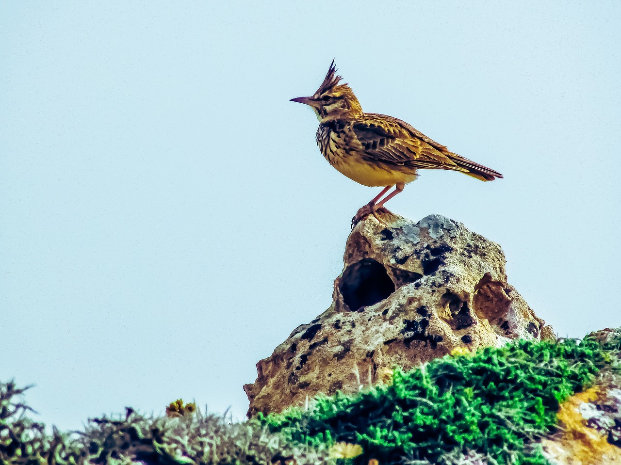 lark  bird  nature free photo