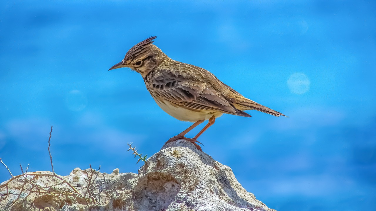 lark  nature  wildlife free photo