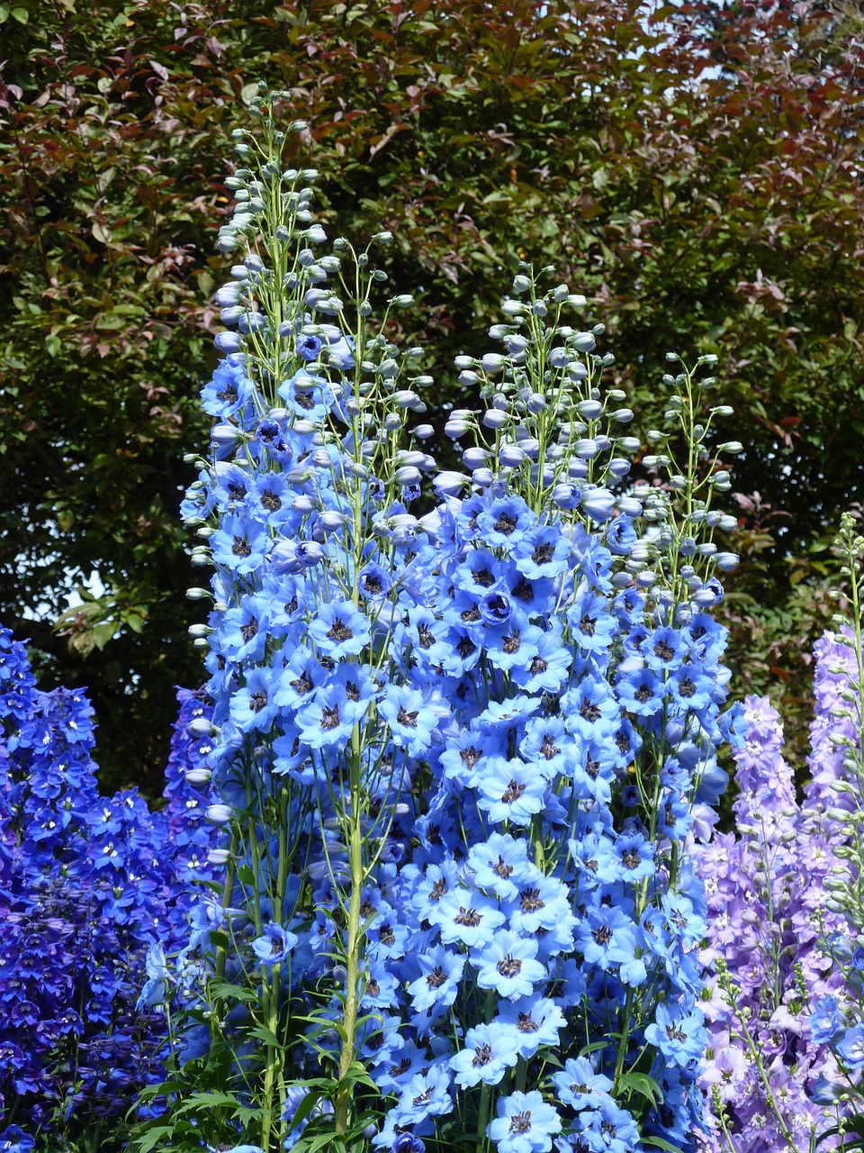 larkspur blue blossom free photo