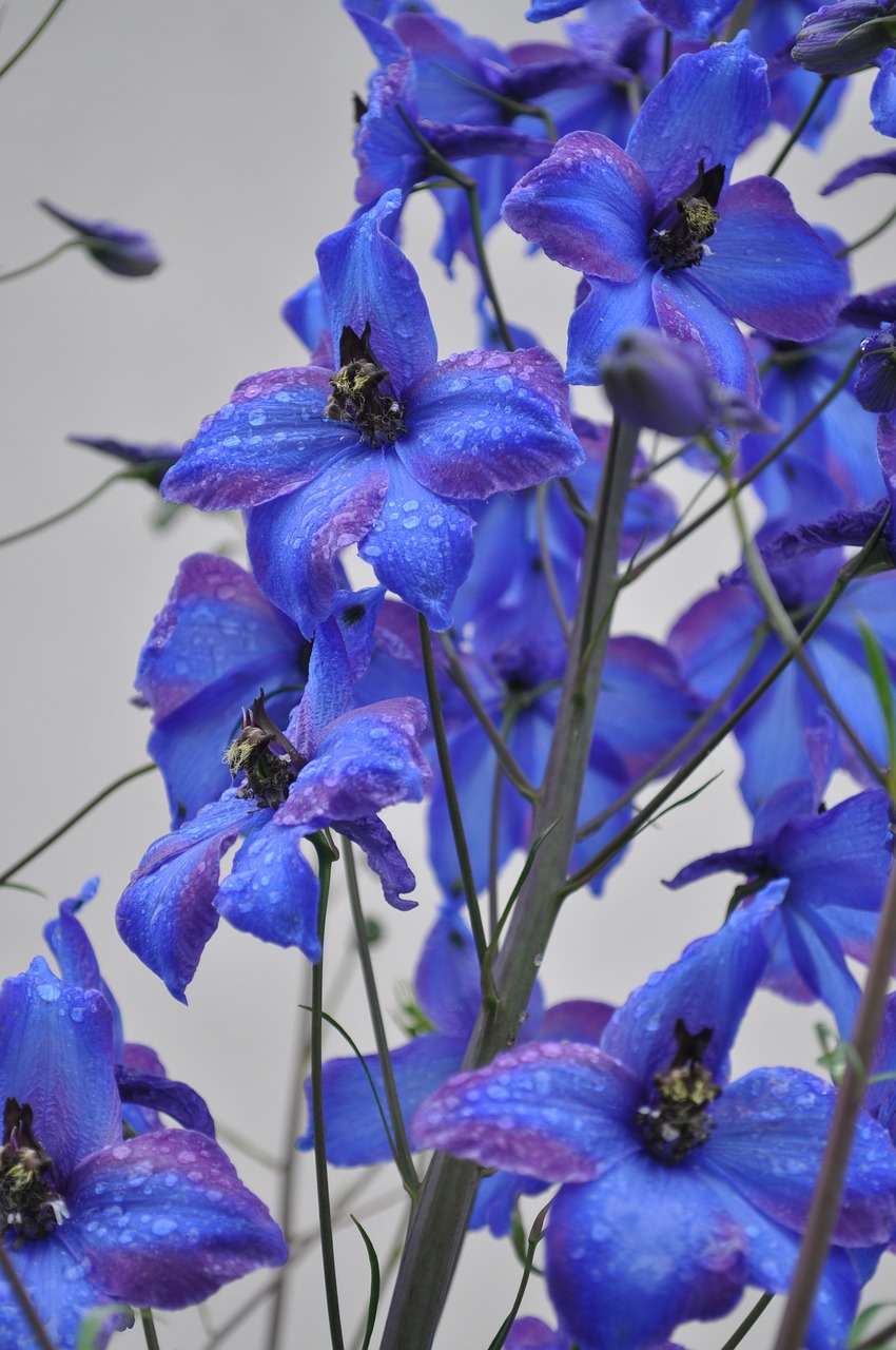 larkspur blue flower free photo