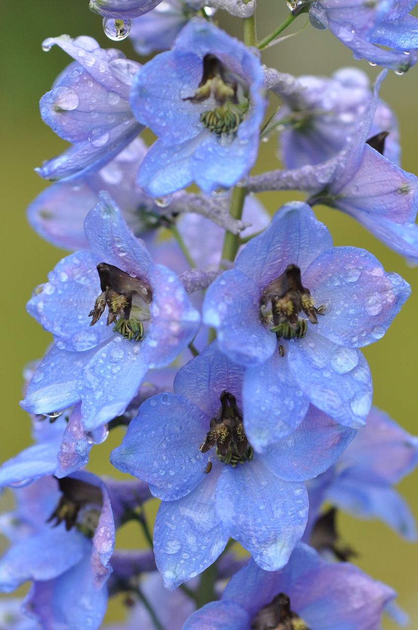 larkspur raindrop blue free photo