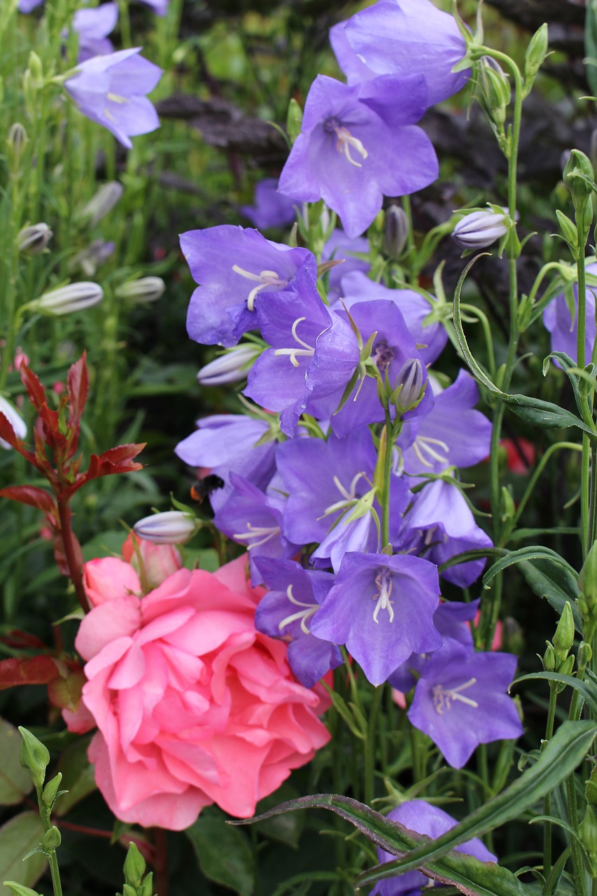 larkspur purple pink free photo