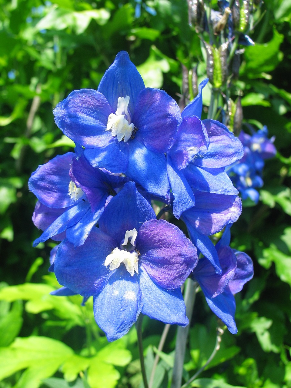 larkspur blue blossom free photo