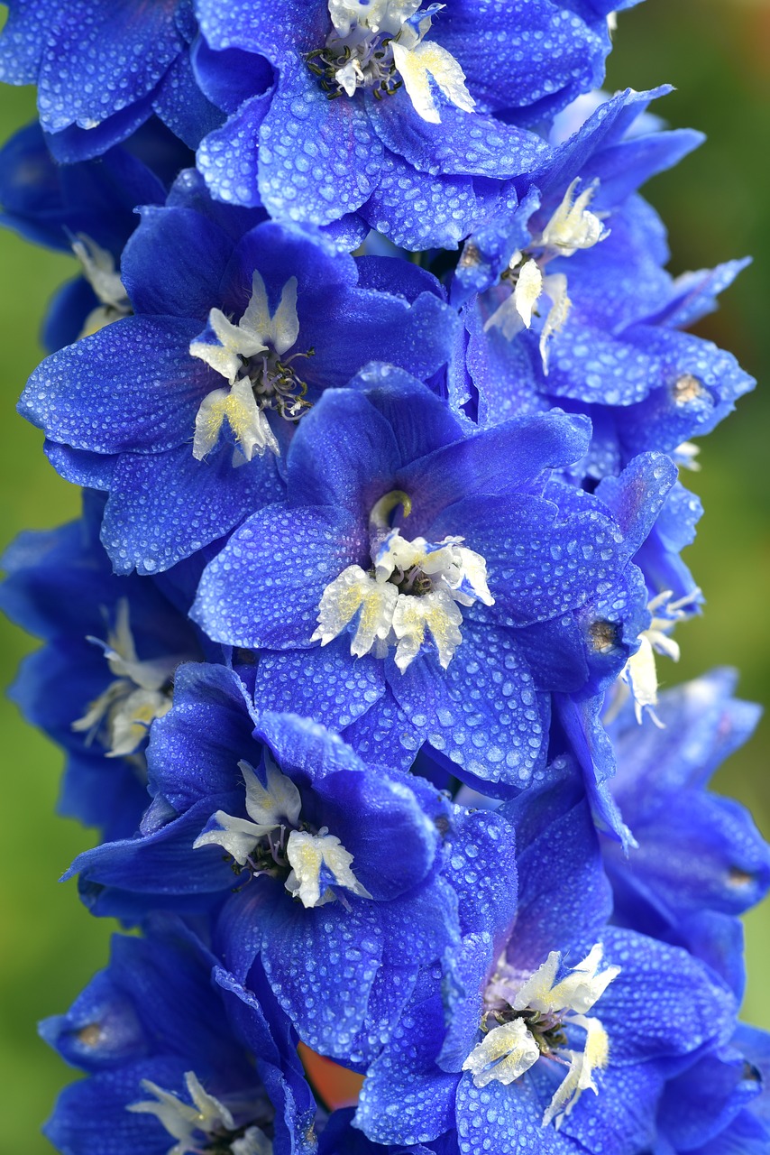 854px x 1280px - Download free photo of Larkspur, filled knight porn, flower, blossom, bloom  - from needpix.com