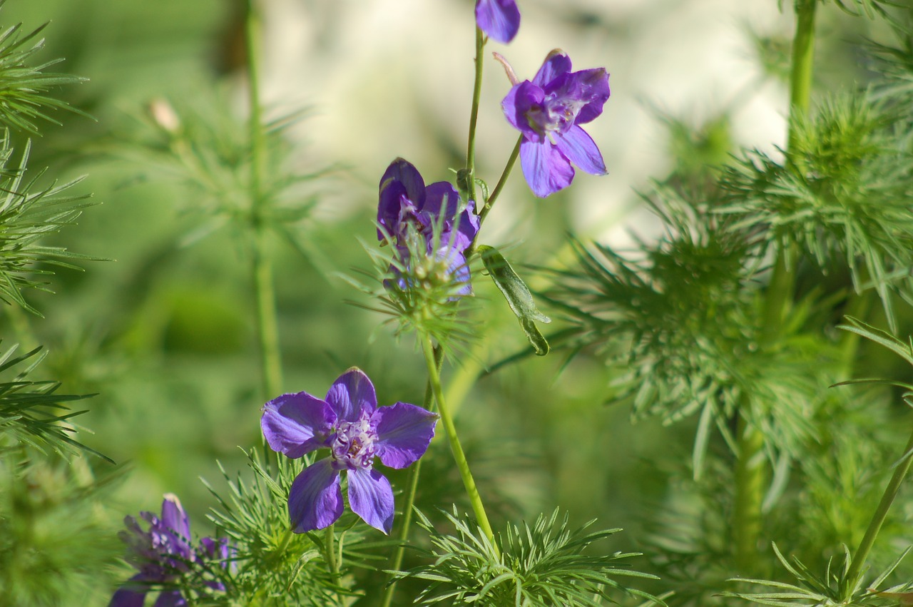 larkspur  bloom  summer free photo