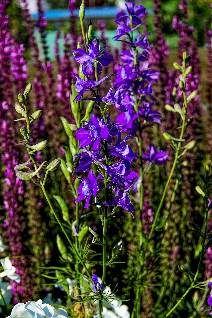 larkspur  nature  blue free photo