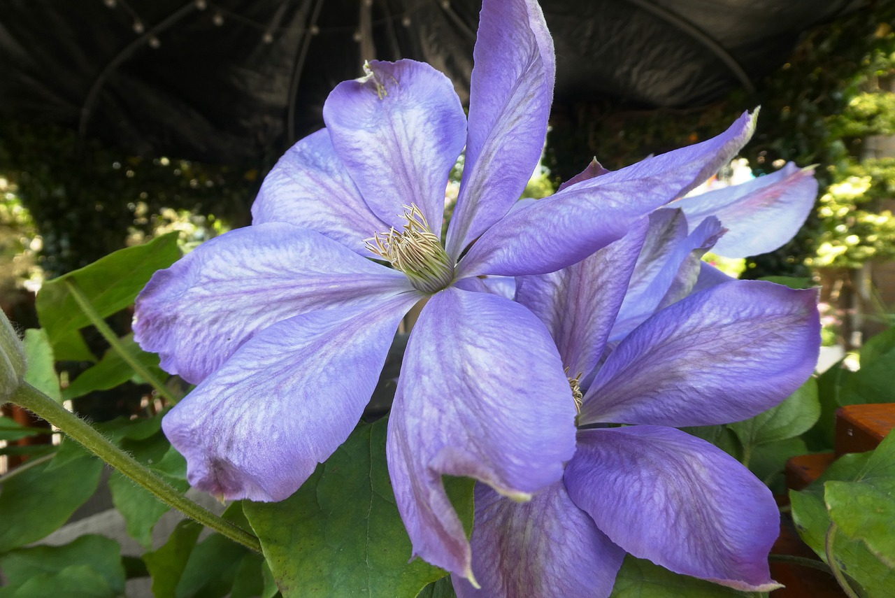 larkspur  blue flower  garden free photo