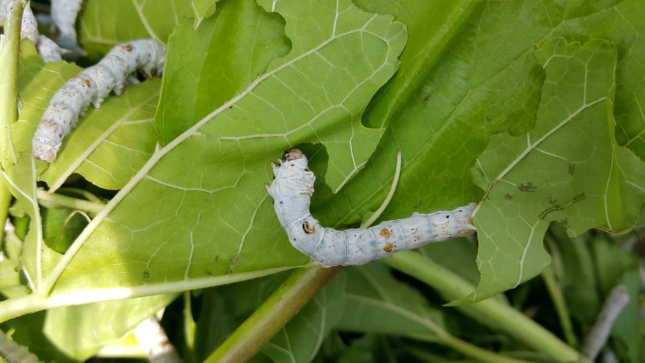 larva silkworm mulberry free photo