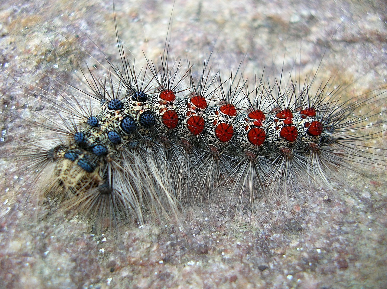 larva insect hairy free photo