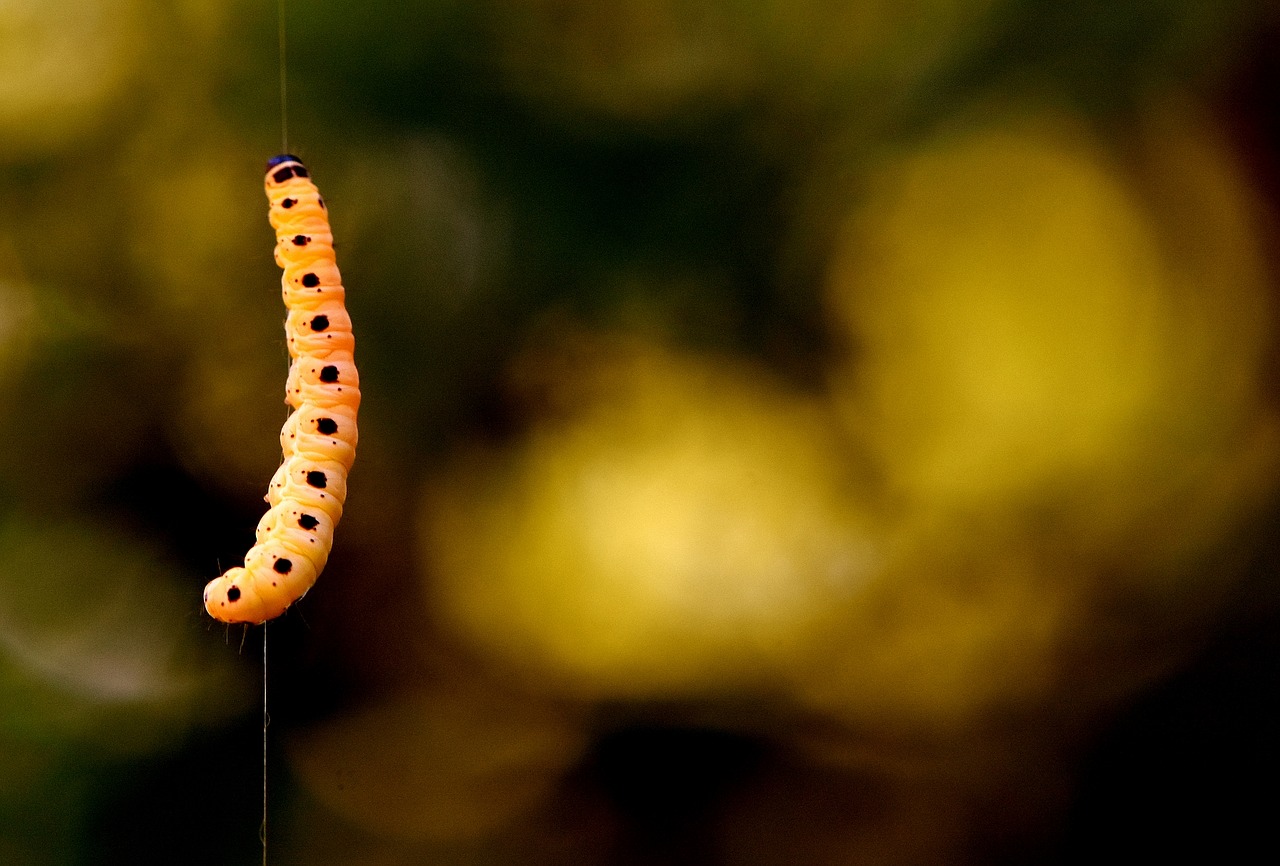 larva wax moth galleriinae free photo