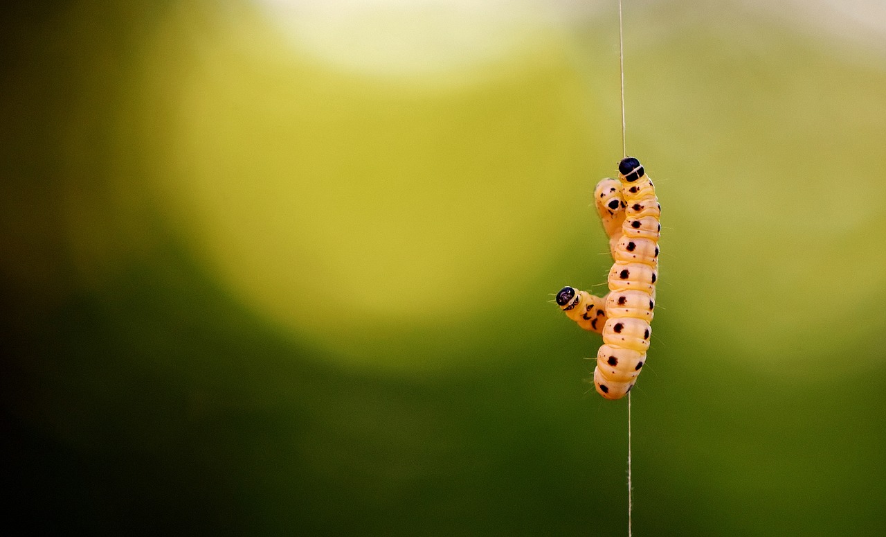 larva wax moth galleriinae free photo