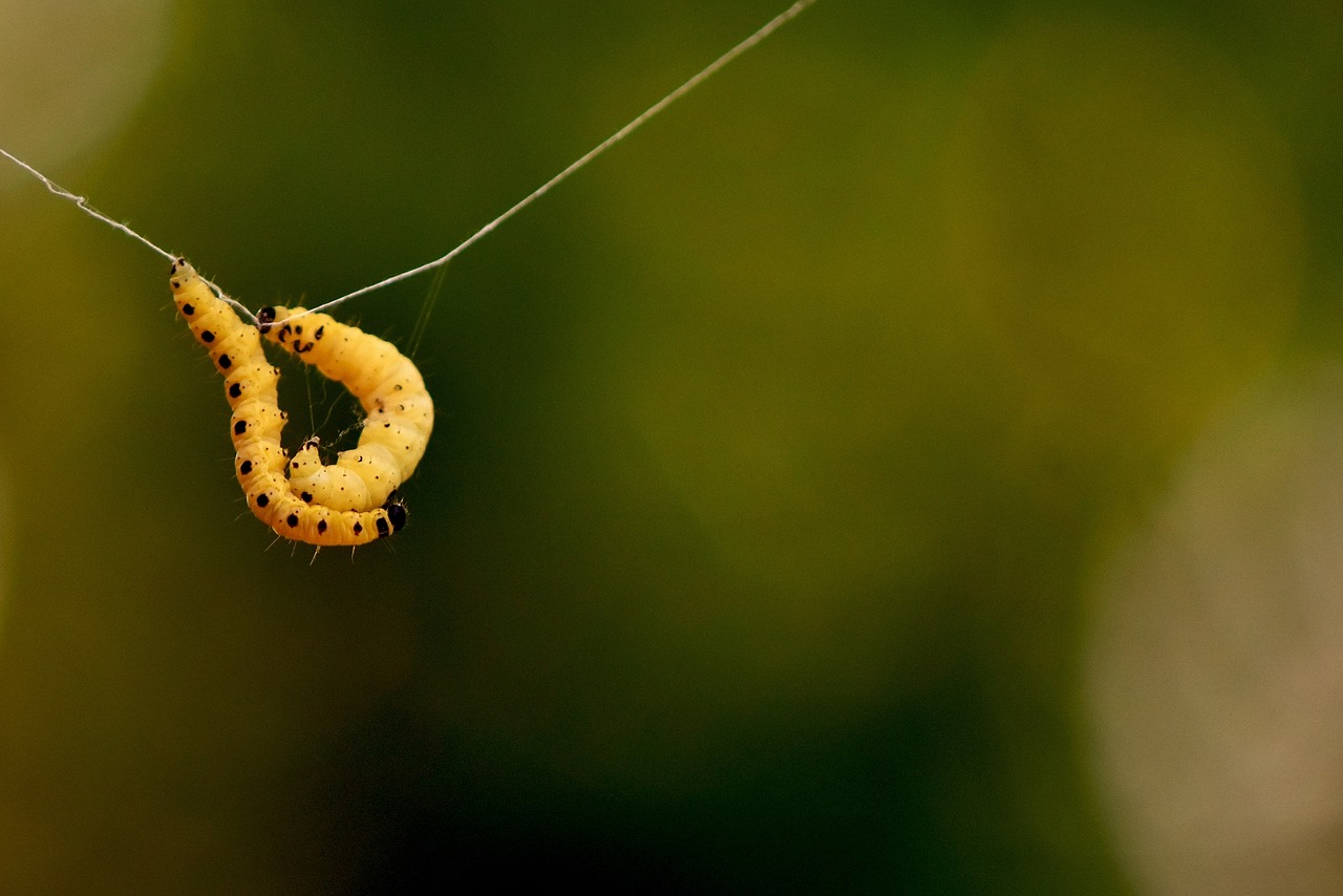 larva wax moth galleriinae free photo