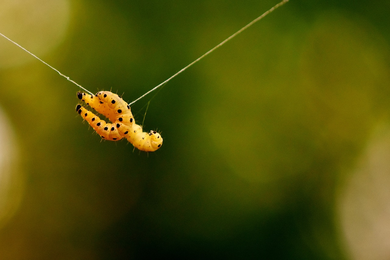 larva wax moth galleriinae free photo