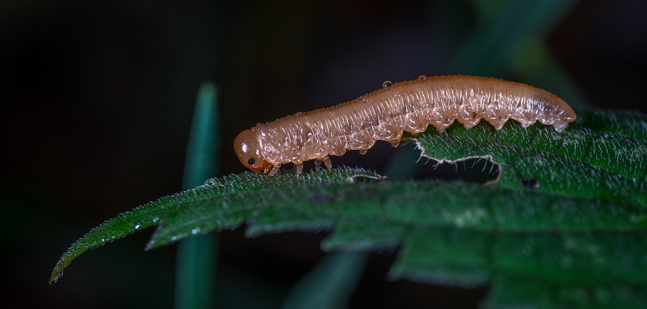 larva caterpillar insect free photo