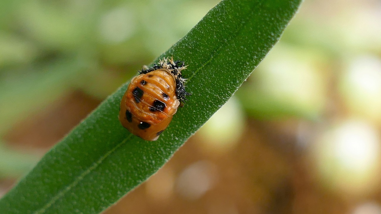 larva  beetle  ladybug free photo