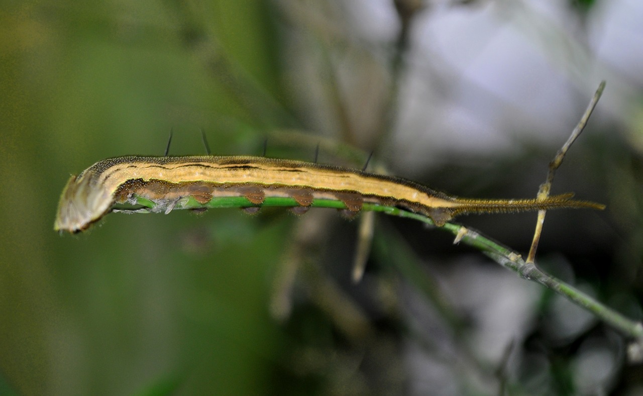 larva macro blur free photo