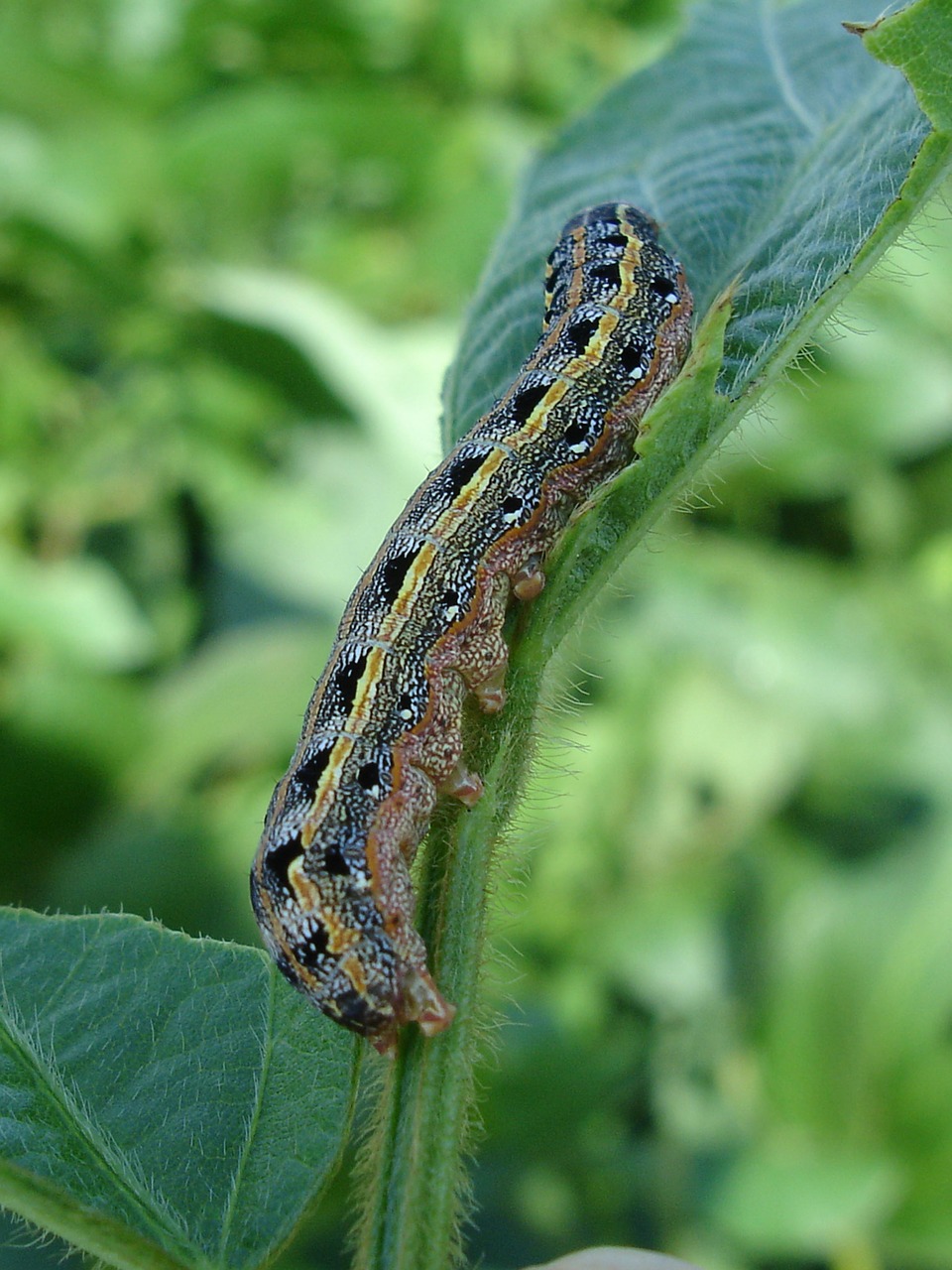 larva worm armyworm free photo
