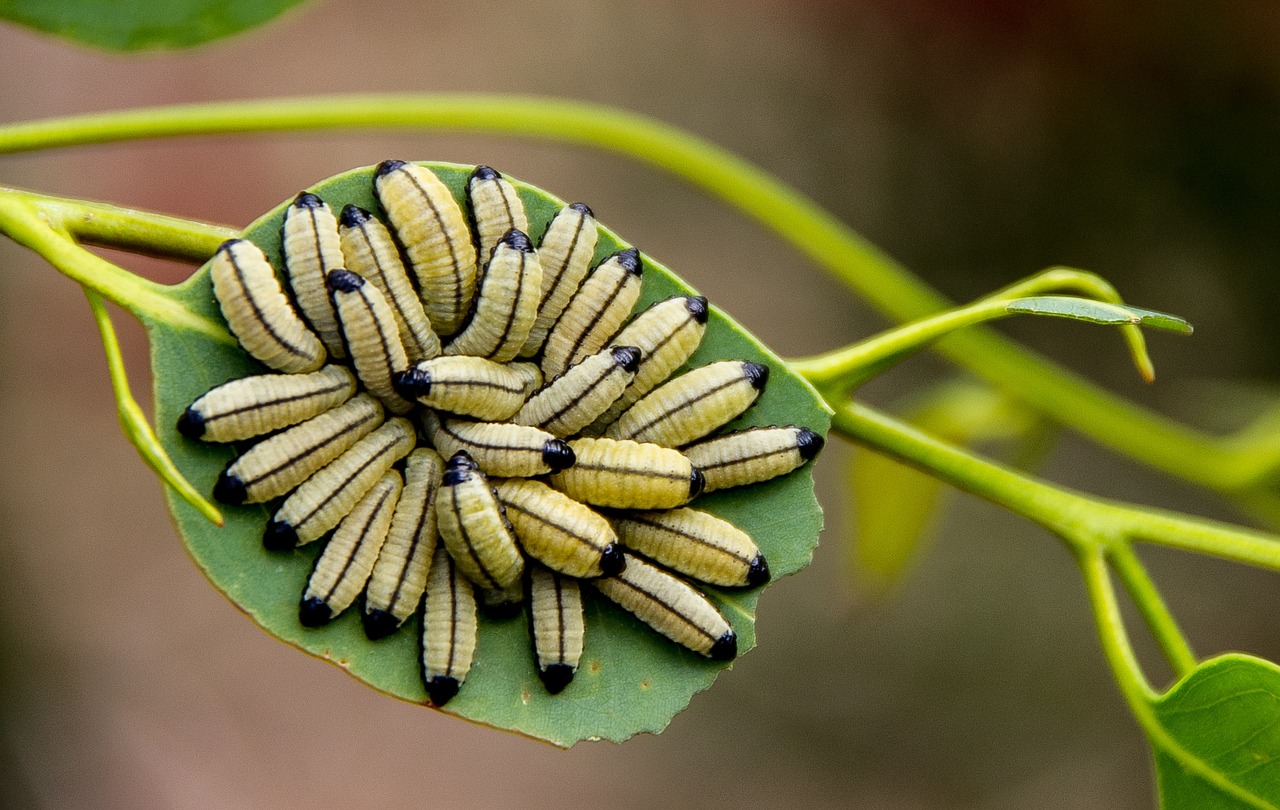 larvae yellow black free photo