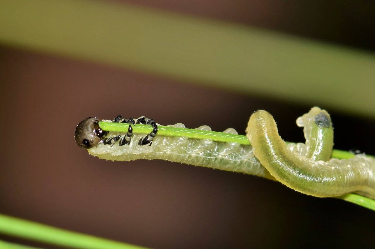 larvae sawfly sawfly larvae free photo