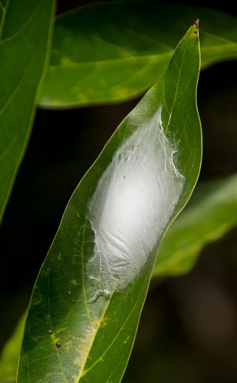 larval cocoon cocoon web free photo