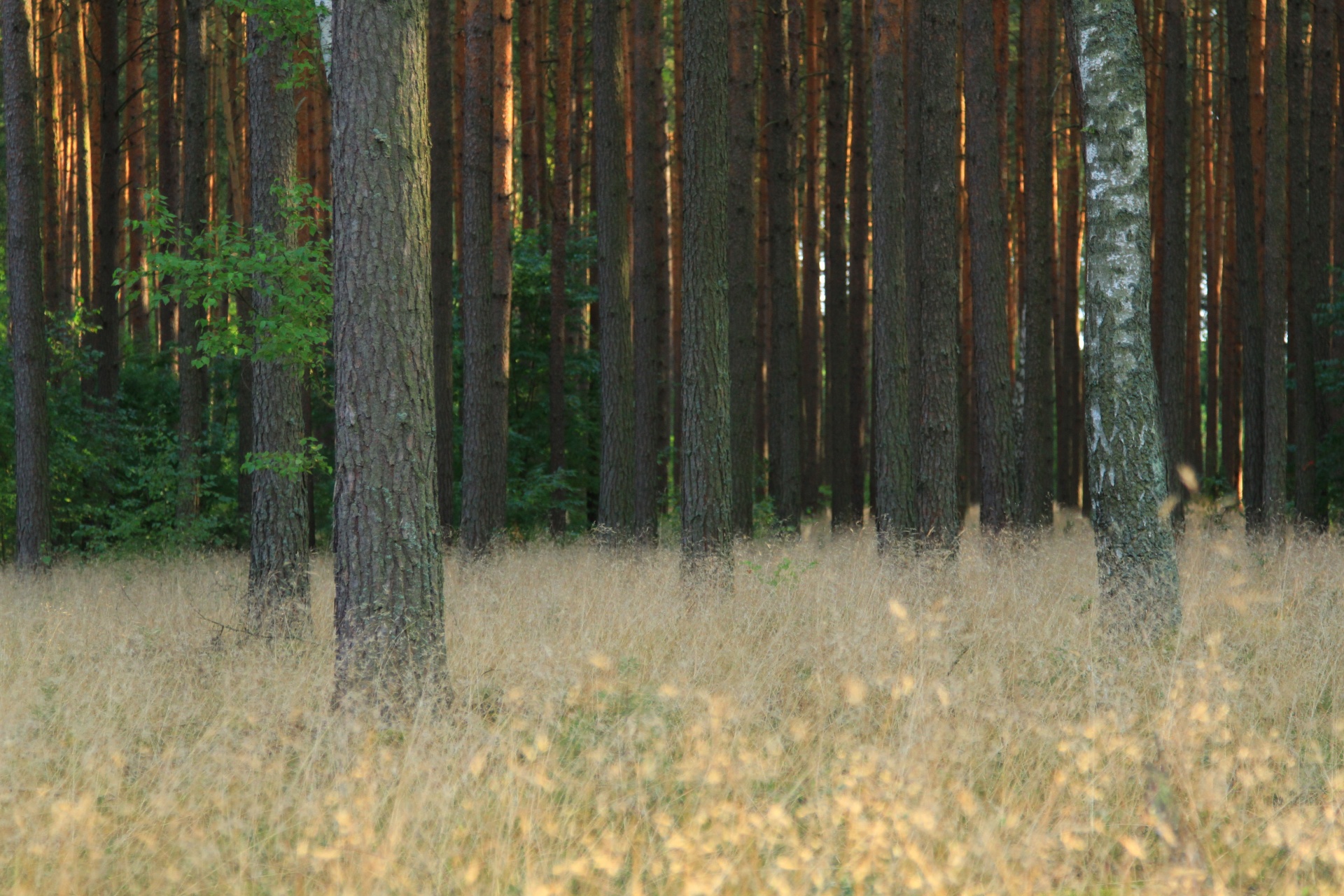 forest tree trees free photo