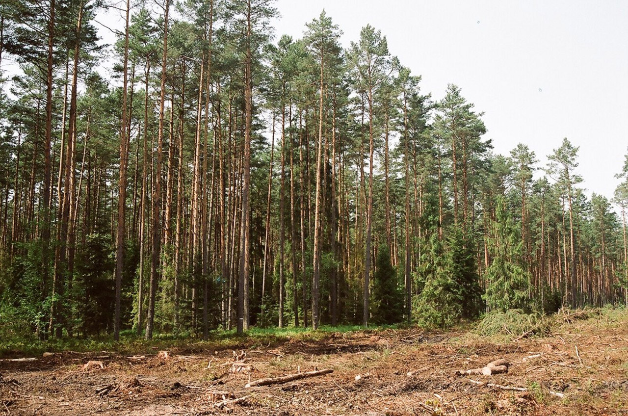 forest beech bilgoraj free photo