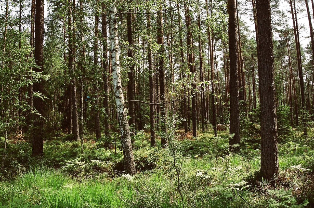 forest beech bilgoraj free photo