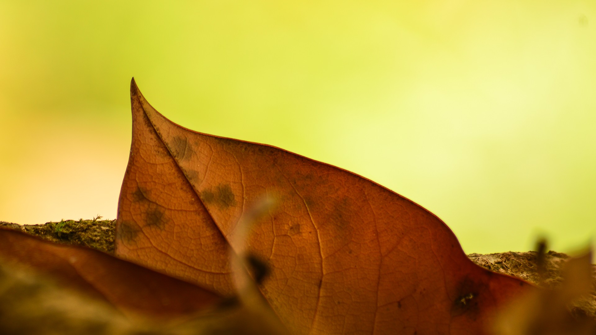 leaves death forest free photo