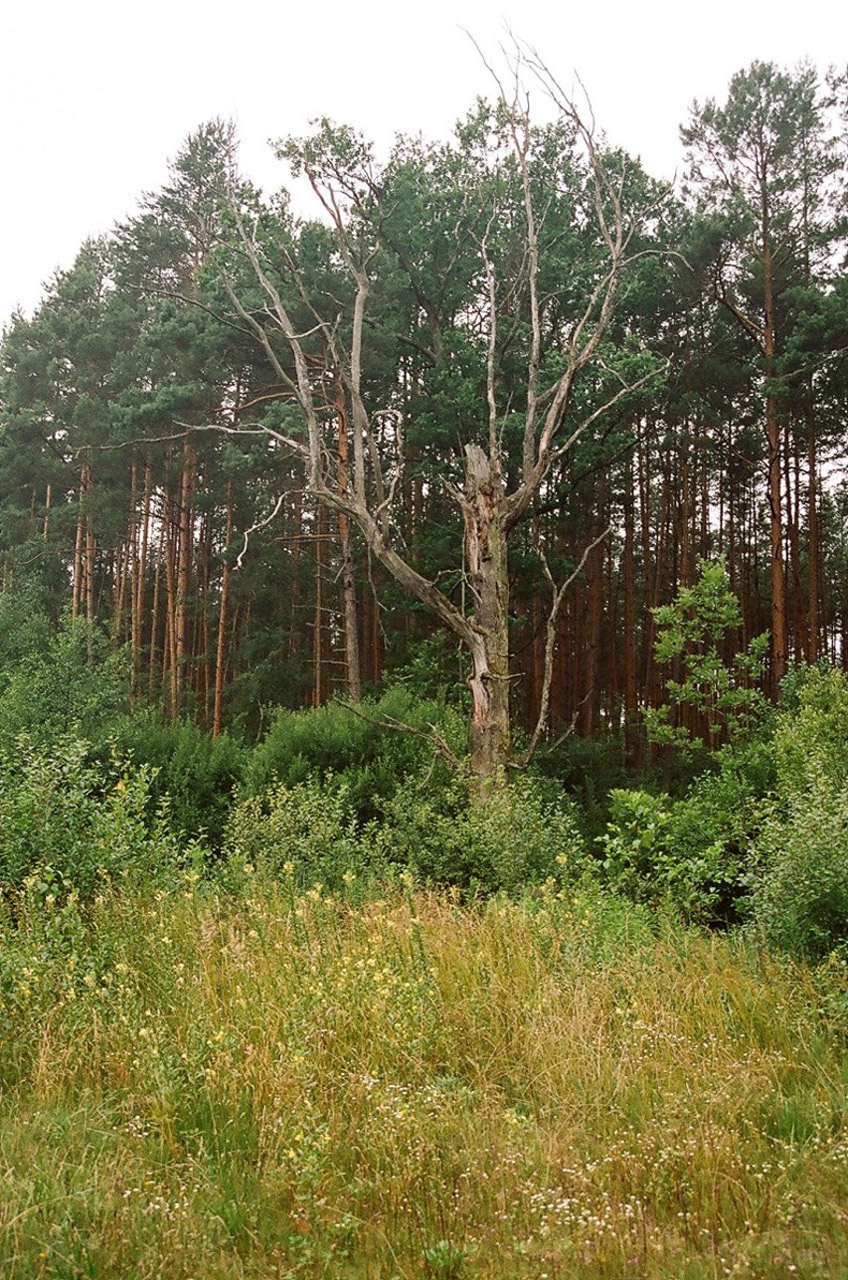 tree forest janow free photo