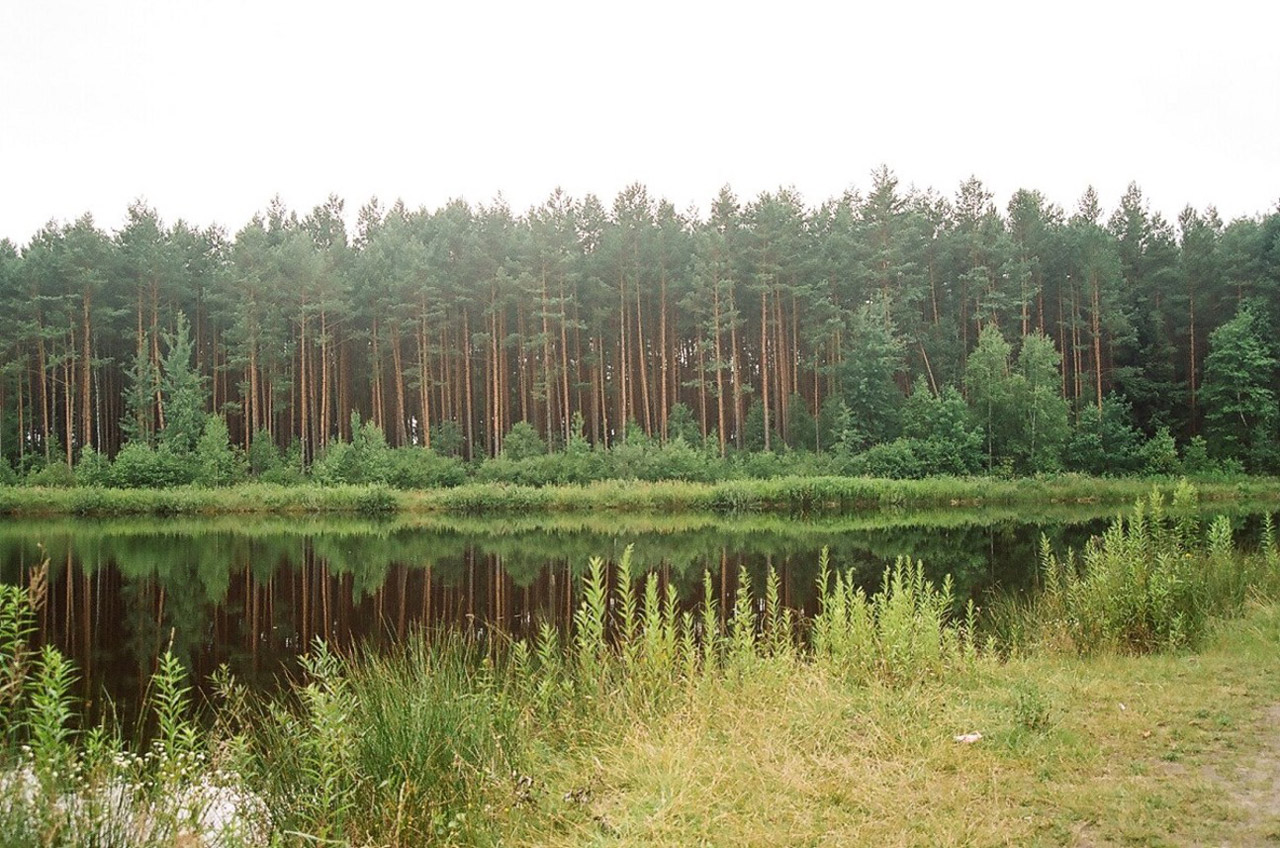 pine tree forest free photo