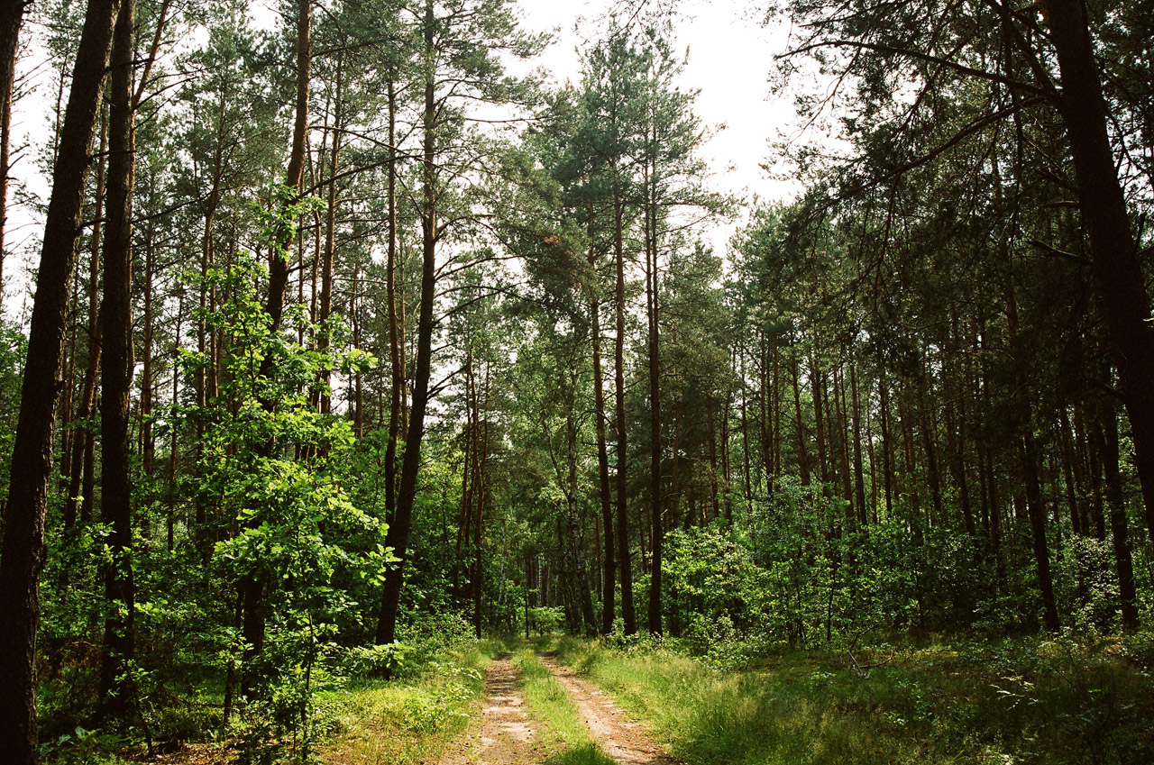 forest road tree free photo