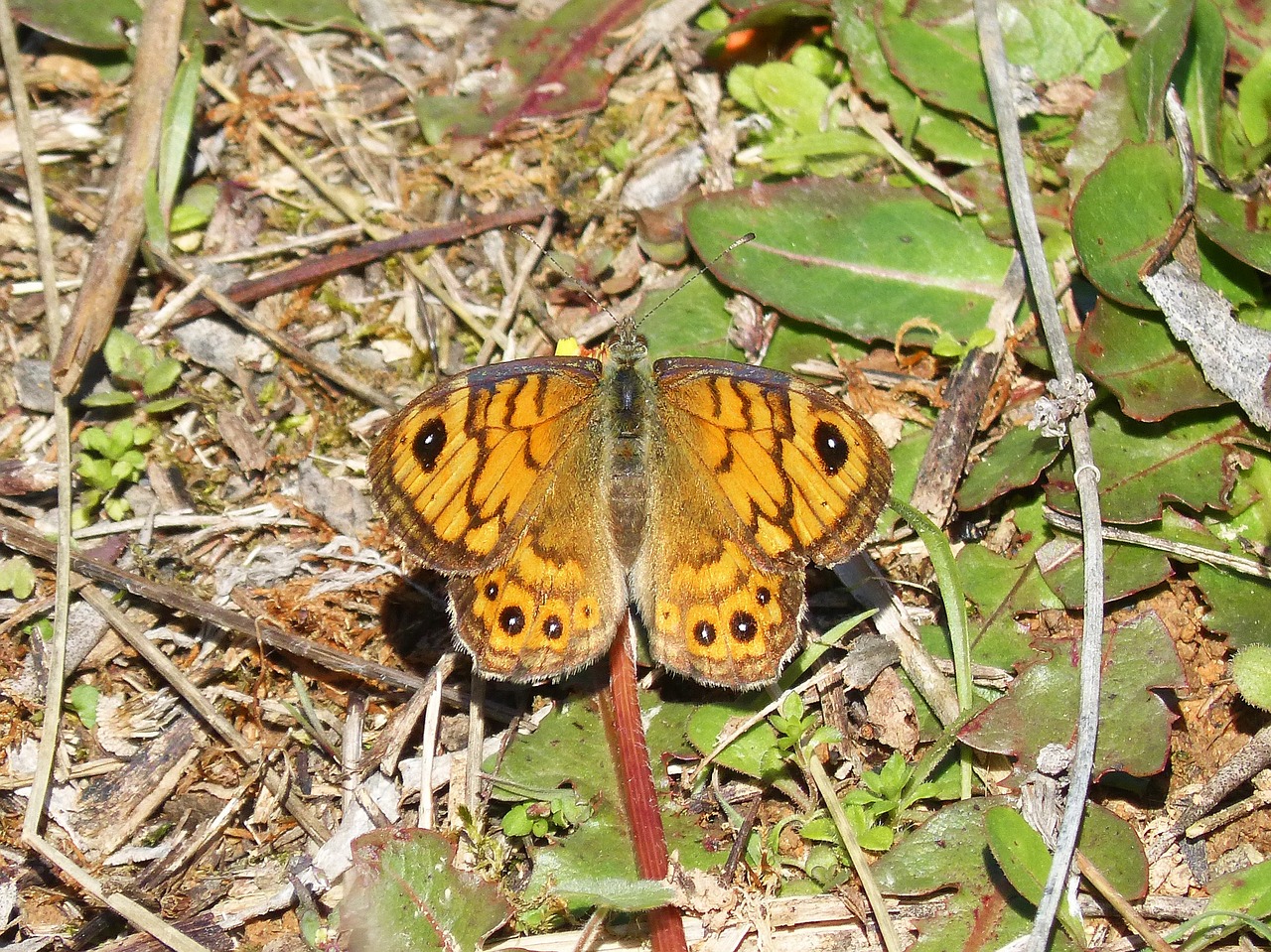 lasiommata megera butterfly margenera free photo