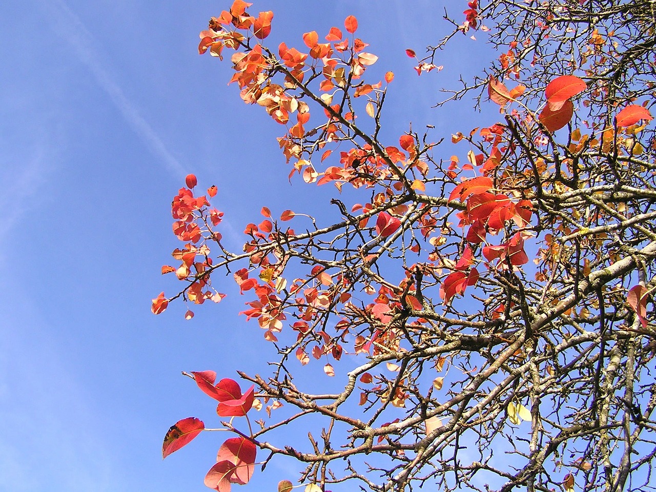 last red leaves free photo