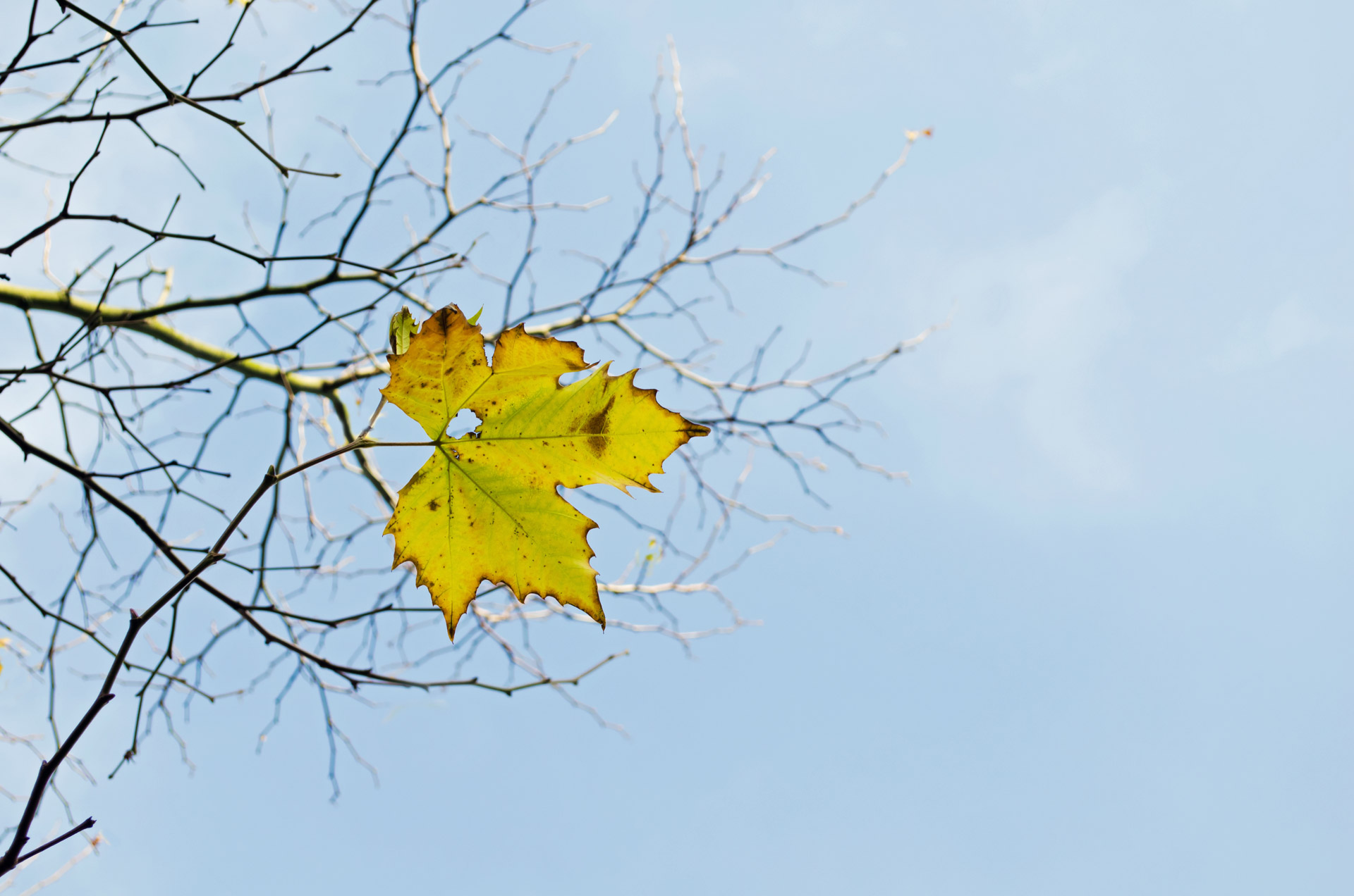 last yellow leaf free photo