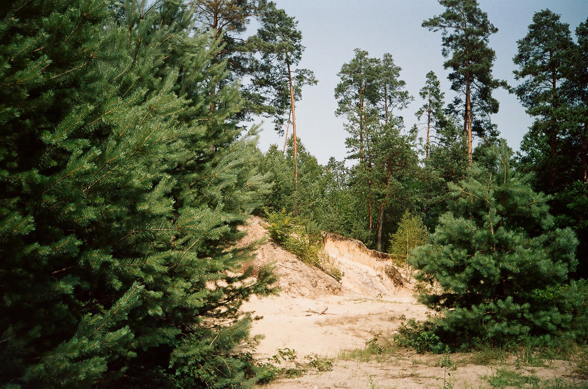 forest pine nature free photo