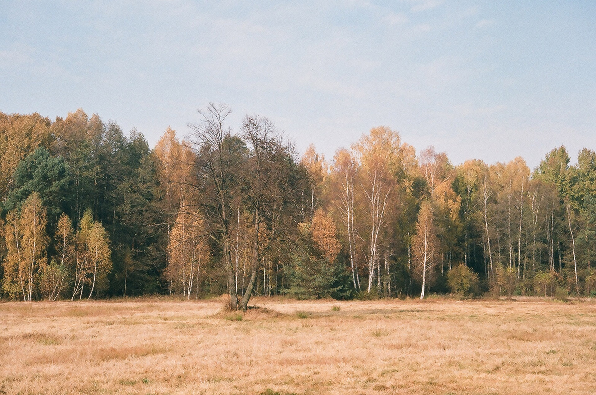 forest pine nature free photo