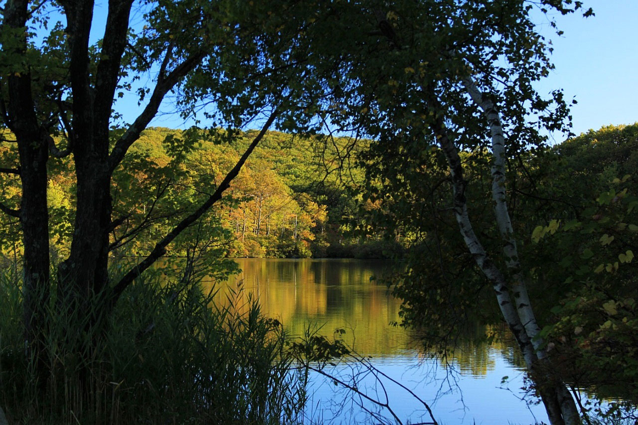 nature lake tree free photo